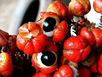 Guarana4.jpg