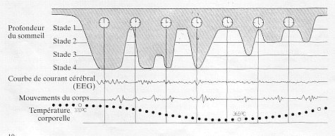 graph-sommeil-temp--rature-du-corps.gif