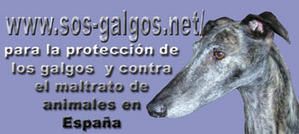 sosgalgosnetespsmallw.jpg