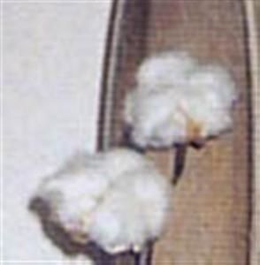 branchedecoton1--Small-.jpg