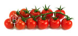 tomate-Fond-Blanc---copie-1.jpg