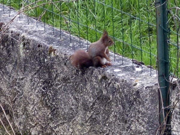 ecureuil-sur-mur.jpg