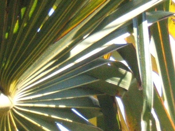 palmier02-3.jpg