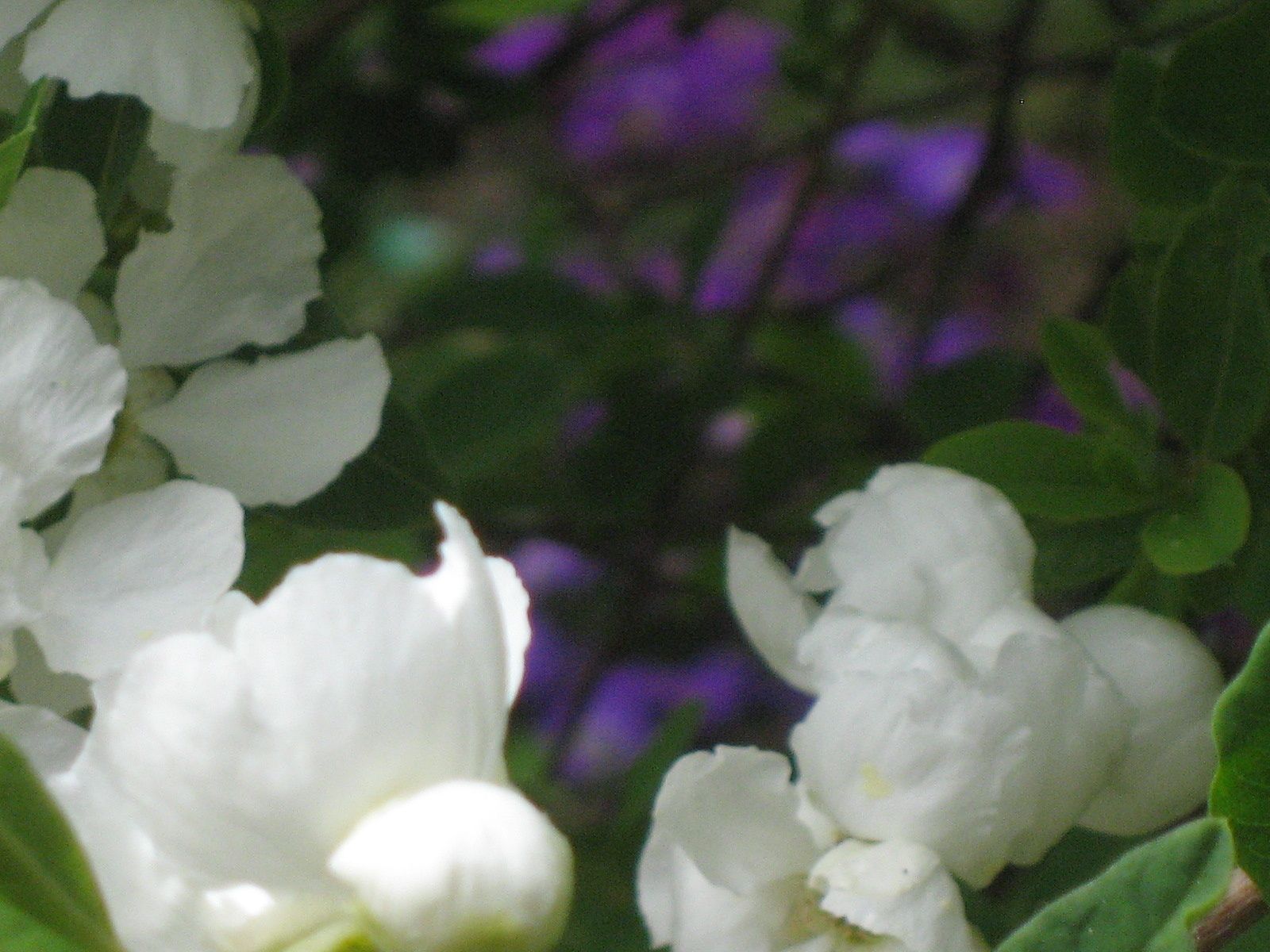 FANTASTIQUE ENCHANTEMENT DE MAI AU JARDIN ...Photos Dana Lang