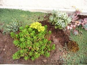 Cactus.jpg