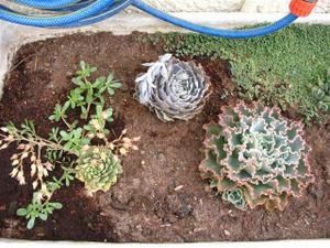 Cactus2.jpg
