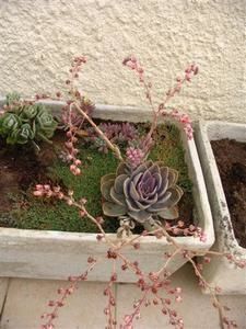 Cactus3.jpg