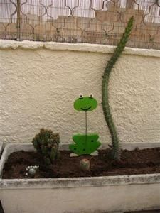 Cactus5.jpg