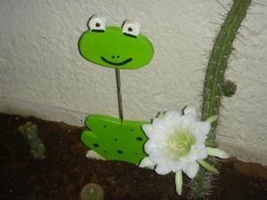 Cactus93.jpg