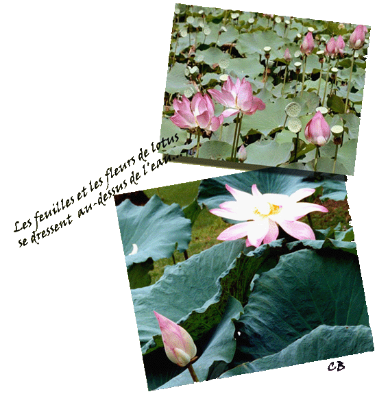 lotus lotus