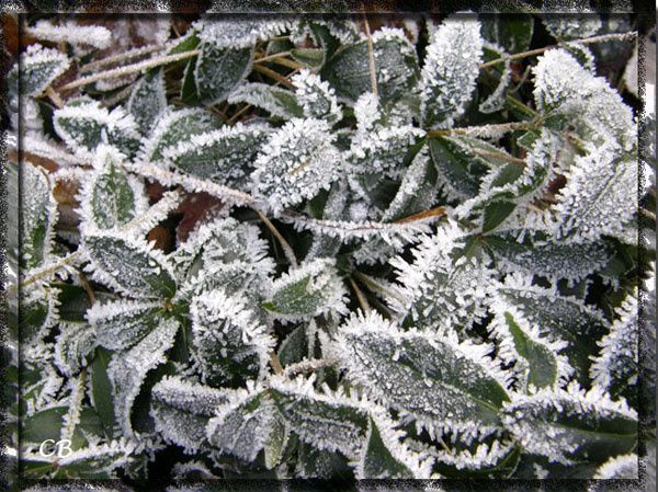 plante givrée plante givrée