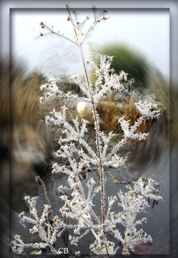 plante givrée plante givrée