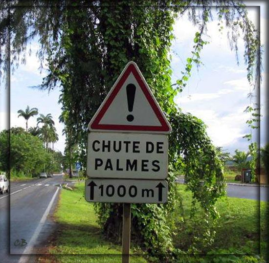 panneau chute de palmes panneau chute de palmes