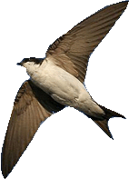 gif hirondelle gif hirondelle