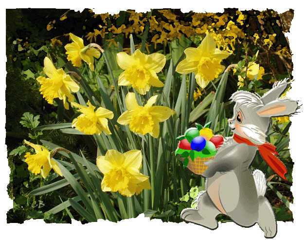 Jonquilles Jonquilles