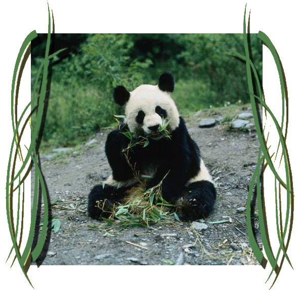 Panda Panda