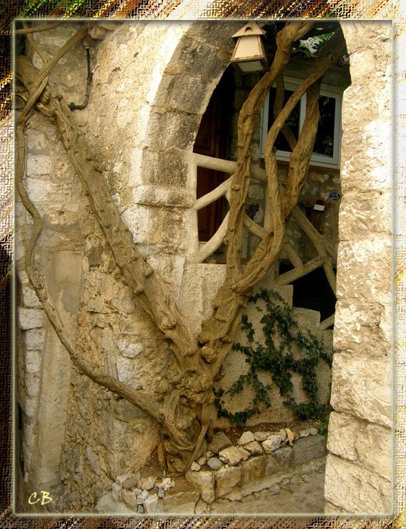 Peillon arbre Peillon arbre