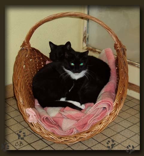 Corbeille de chats Corbeille de chats