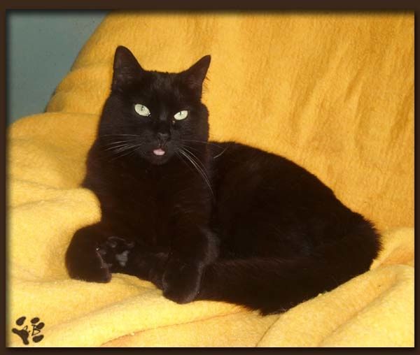 Chat noir Chat noir