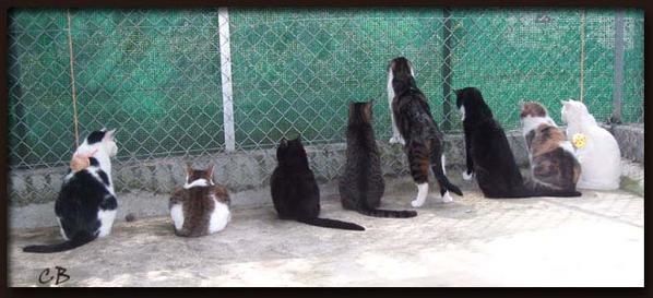 huit chats huit chats