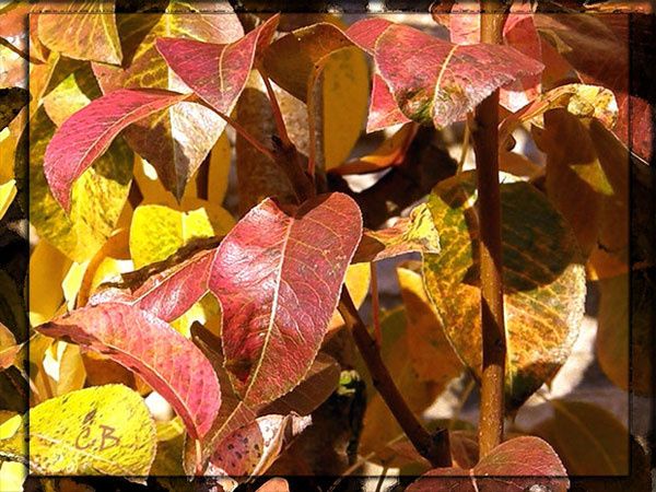 Feuilles automne Feuilles d'automne