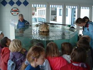 Un-vivier-chez-le-poissonnier.jpg
