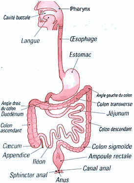 appareil respiratoire anatomie