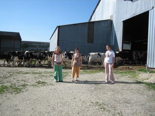 bidouillette_myricoud_crazypatch_vaches_ferme
