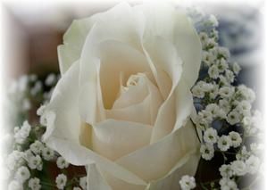 ROSE-BLANCHE-PURETE.jpg