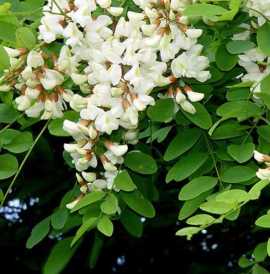 acacia