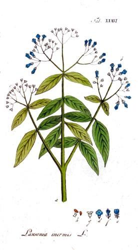 Lawsonia-inermis.jpg