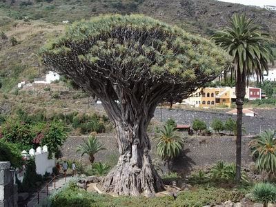 Teneriffe-Icod-de-los-Vinos-Dragonnier.jpg