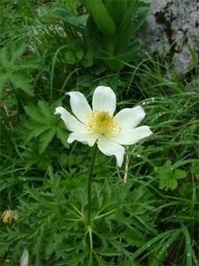 anemone-sauvage.jpg