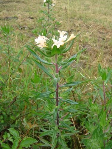 fleur-mystere-1.jpg