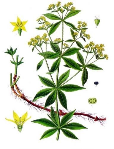 garance-des-teinturiers.jpg