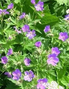 geranium-des-pres.jpg