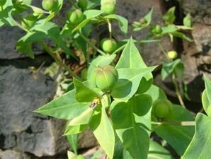 plante-mystere-2.jpg
