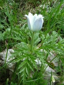 pulsatille-des-alpes-fleur.jpg