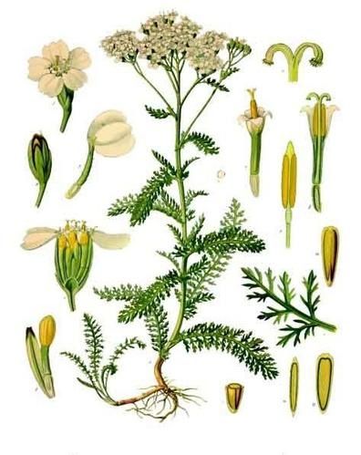achill--e-millefeuille.jpg