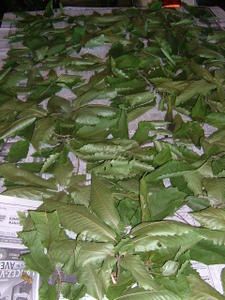 r--colte-de-feuilles-chataigner.JPG