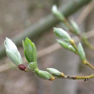 bourgeons-aulne.jpg
