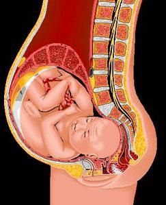 Foetus.jpg