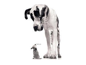 Petit Toutou Gros Molosse Adorable Chienne Ou Vieux Chien Pele Ils Ont Tous Inspire Le Poete Club Toutoucalin