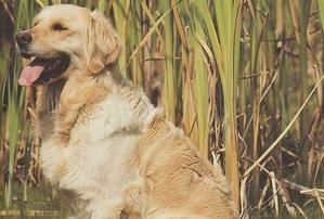 Qu'il soit d'arrêt ou leveur de gibier, un bon Chien doit Qu'il soit d'arrêt ou leveur de gibier, un bon Chien doit