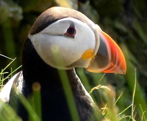 puffin-enlarge.jpg