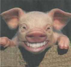 cochon-souriant.jpg