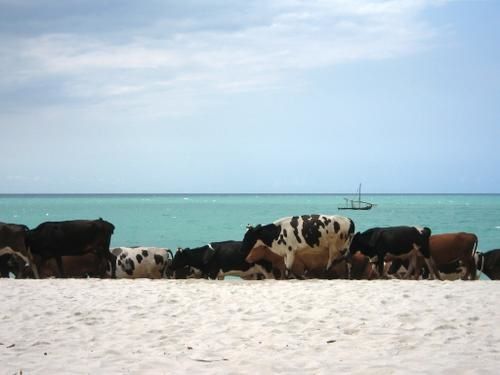 Kipepeo-beach.jpg