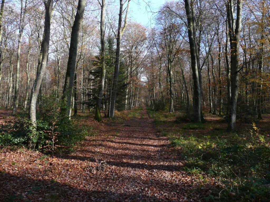 49+ 2108ot foret deu ideas