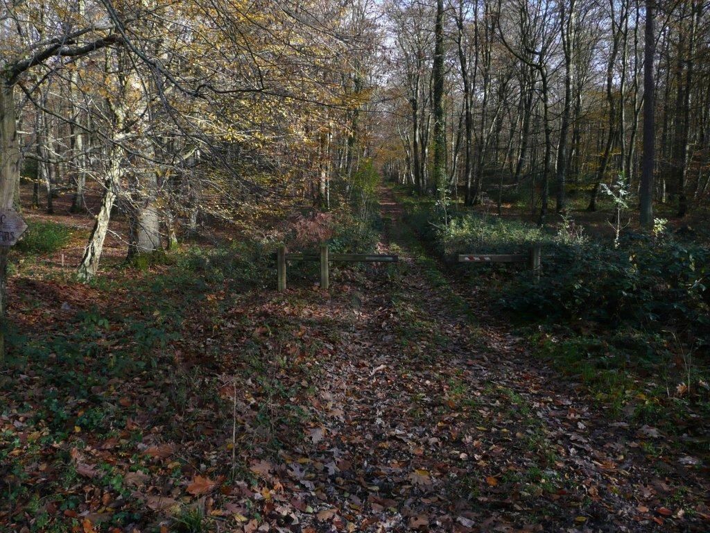 76 Balade En Haute Foret D Eu Dans Le Massif Du Triage Pare De Ses Dernieres Couleurs Automnales Dieppe Rando Caux