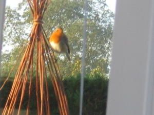 oiseaux-004.jpg